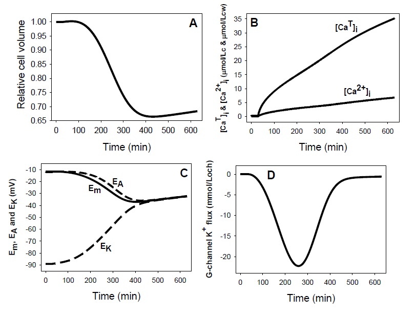 Predicted changes in selected RBC variables as a function of time following sudden inhibition of the Na/K and calcium pumps by vanadate. A: relative cell volume changes due to Na/K pump inhibition and to delayed activation of Gardos channels by slow [Ca2+]i gain; B: changes in total ([CaT]i) and free ([Ca2+]i) cytoplasmic calcium concentrations following PMCA inhibition; C: changes in membrane potential, Em, and in the equilibrium potentials of K+ and diffusible anions (A-), EK and EA (EA = ECl = EHCO3), respectively, with time-patterns determined by Gardos channel activation kinetics and by ion gradient dissipation; D: Net K+ flux though the Gardos channel. The biphasic pattern results from changes in the K+ gradient across the plasma membrane. The increasing downhill efflux phase is followed by a decreasing efflux phase as the electrochemical driving gradient of K+ dissipates. The minimal initial and late contributions of Na/K pump inhibition are hardly noticeable on this y-axis scale.