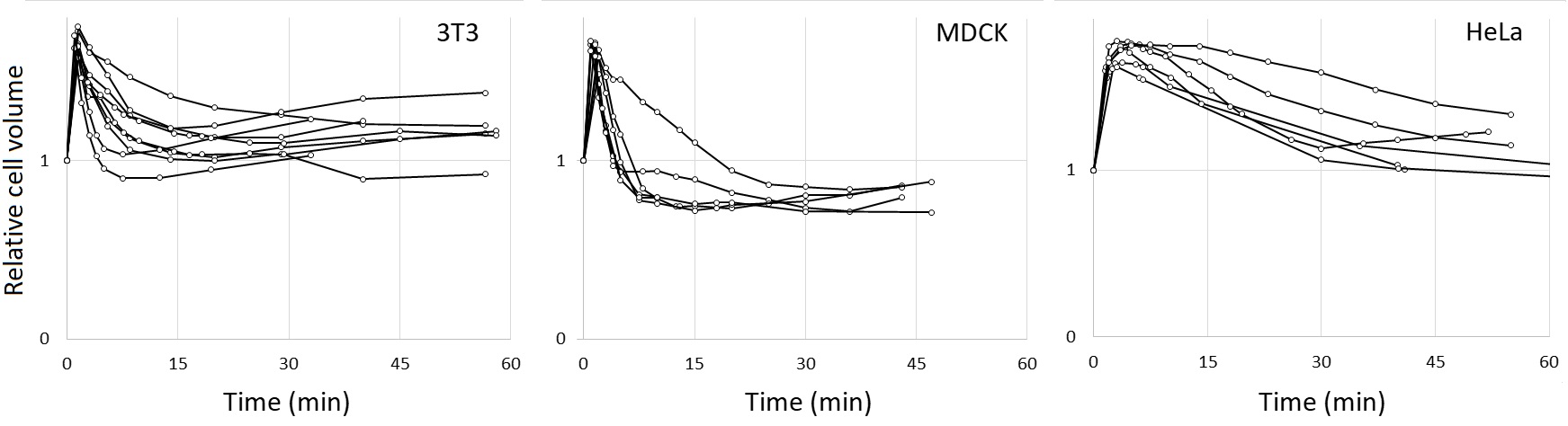 Fig. 2. Cell volume dynamics following hypotonic shock in 50% DMEM. Coverslip-attached cells were mounted on slides in isotonic DMEM containing AB9; at t=0, the medium was replaced with 50% DMEM/AB9, and the observations of the same cells were repeated at specified intervals. Cell volumes relative to that in isotonic DMEM are plotted against time in hypoosmotic medium. Representative traces of individual cells from three independent experiments are shown.