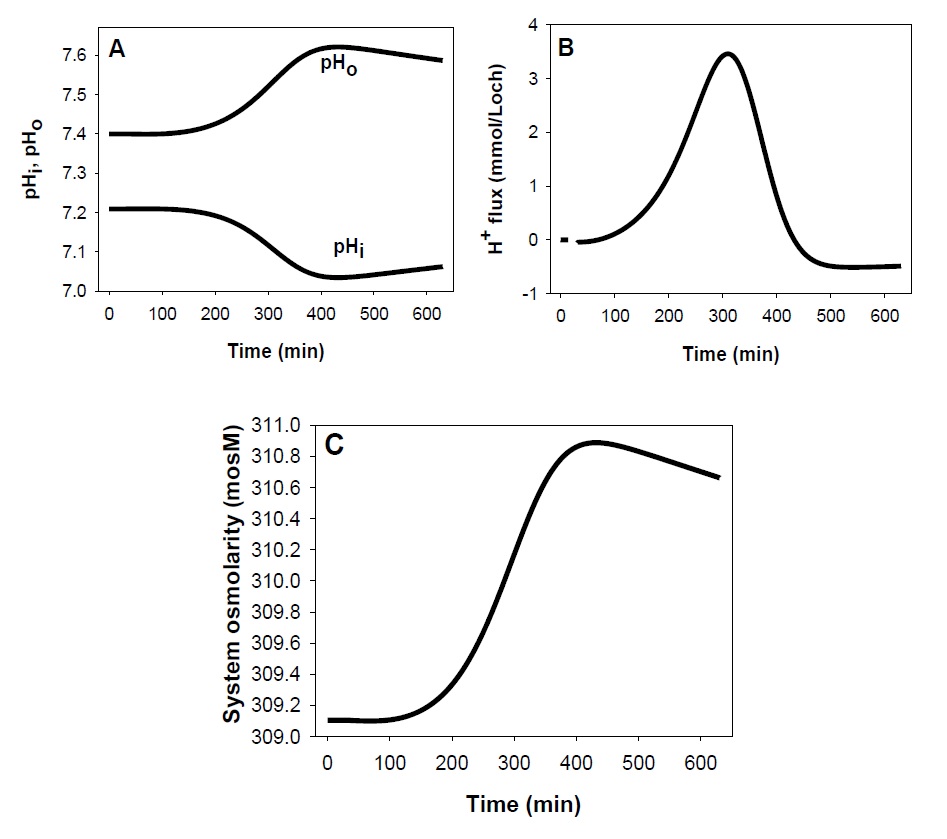 Fig. 3. MDCK cells were grown on coverslip and mounted on slides in isotonic 100% DMEM. At t=0 the medium was replaced with 50% DMEM containing 0.1 mM NaFl and 10 µM propidium iodide and imaged for NaFl staining (A) and PI staining (B) after 10 min. (C) PI staining after the medium was exchanged second time for 70% ethanol. Scale bar, 100 µM.