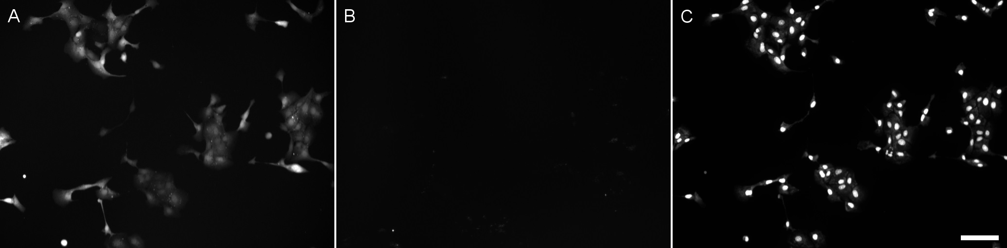 Fig. 3. MDCK cells were grown on coverslip and mounted on slides in isotonic 100% DMEM. At t=0 the medium was replaced with 50% DMEM containing 0.1 mM NaFl and 10 µM propidium iodide and imaged for NaFl staining (A) and PI staining (B) after 10 min. (C) PI staining after the medium was exchanged second time for 70% ethanol. Scale bar, 100 µM.