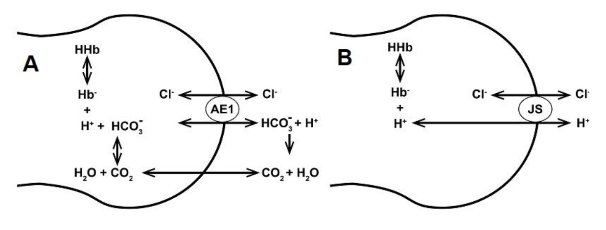 Predicted changes in selected RBC variables as a function of time following sudden inhibition of the Na/K and calcium pumps by vanadate. A: relative cell volume changes due to Na/K pump inhibition and to delayed activation of Gardos channels by slow [Ca2+]i gain; B: changes in total ([CaT]i) and free ([Ca2+]i) cytoplasmic calcium concentrations following PMCA inhibition; C: changes in membrane potential, Em, and in the equilibrium potentials of K+ and diffusible anions (A-), EK and EA (EA = ECl = EHCO3), respectively, with time-patterns determined by Gardos channel activation kinetics and by ion gradient dissipation; D: Net K+ flux though the Gardos channel. The biphasic pattern results from changes in the K+ gradient across the plasma membrane. The increasing downhill efflux phase is followed by a decreasing efflux phase as the electrochemical driving gradient of K+ dissipates. The minimal initial and late contributions of Na/K pump inhibition are hardly noticeable on this y-axis scale.