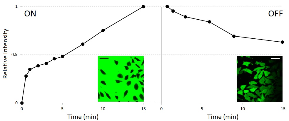 Fig. 4. Representative images and traces showing the accumulation and loss of NaFl in hypotonic 50% DMEM. The intensity was arbitrarily assigned the value of 1 at t=15 min of the accumulation phase (with extracellular NaFl, left) and t=45 s (when the first time point was recorded) of the release phase (in NaFl-free 50% DMEM, right). Scale bars in inserts, 25 µm. See text for more details.