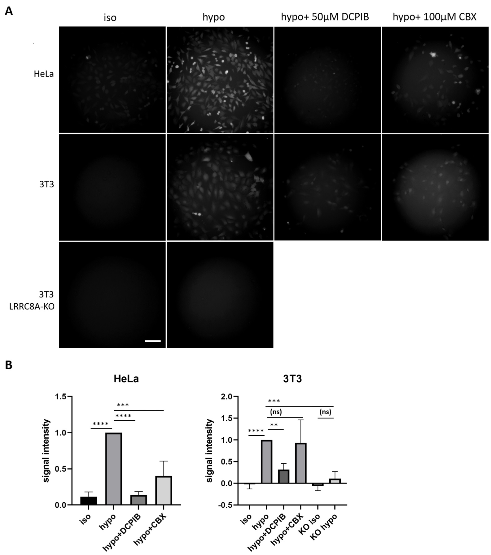 Fig. 4. Representative images and traces showing the accumulation and loss of NaFl in hypotonic 50% DMEM. The intensity was arbitrarily assigned the value of 1 at t=15 min of the accumulation phase (with extracellular NaFl, left) and t=45 s (when the first time point was recorded) of the release phase (in NaFl-free 50% DMEM, right). Scale bars in inserts, 25 µm. See text for more details.