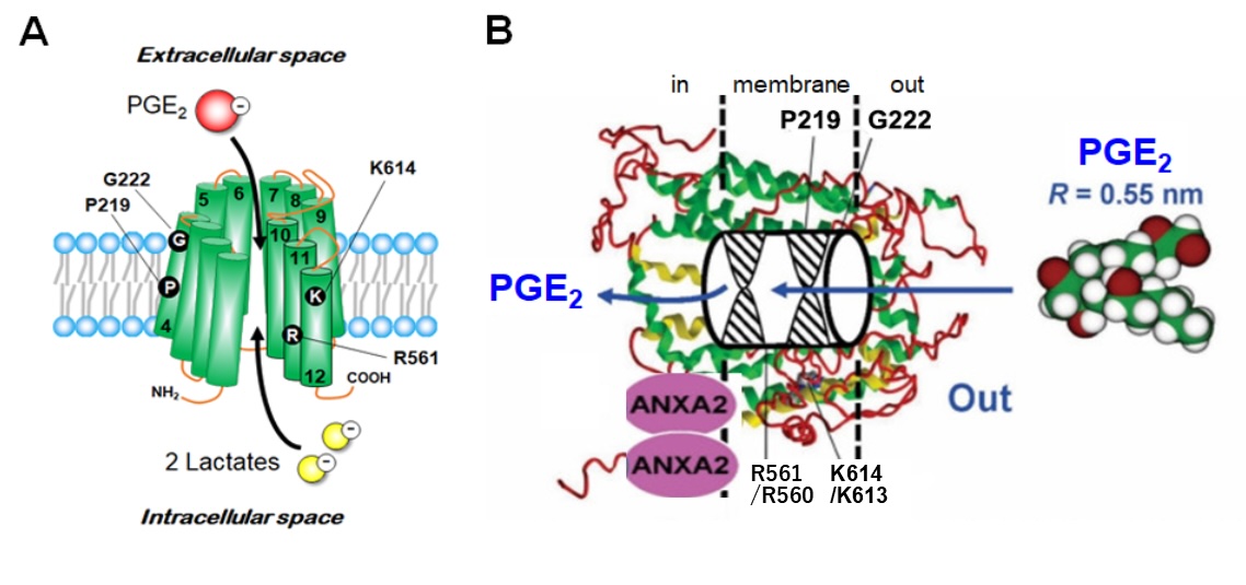 Fig. 2. Homology model of three-dimensional mouse SLCO2A1 structure estimated by the l-TASSER algorithm using the crystal structure of glycerol-3-phosphate transporter as a template. Four residues serving as disease-related mutants of mouse SLCO2A1 exhibiting no channel/transporter activities (red-circled) and no transporter but altered channel activities (blue-circled) were included. (modified from [7]).