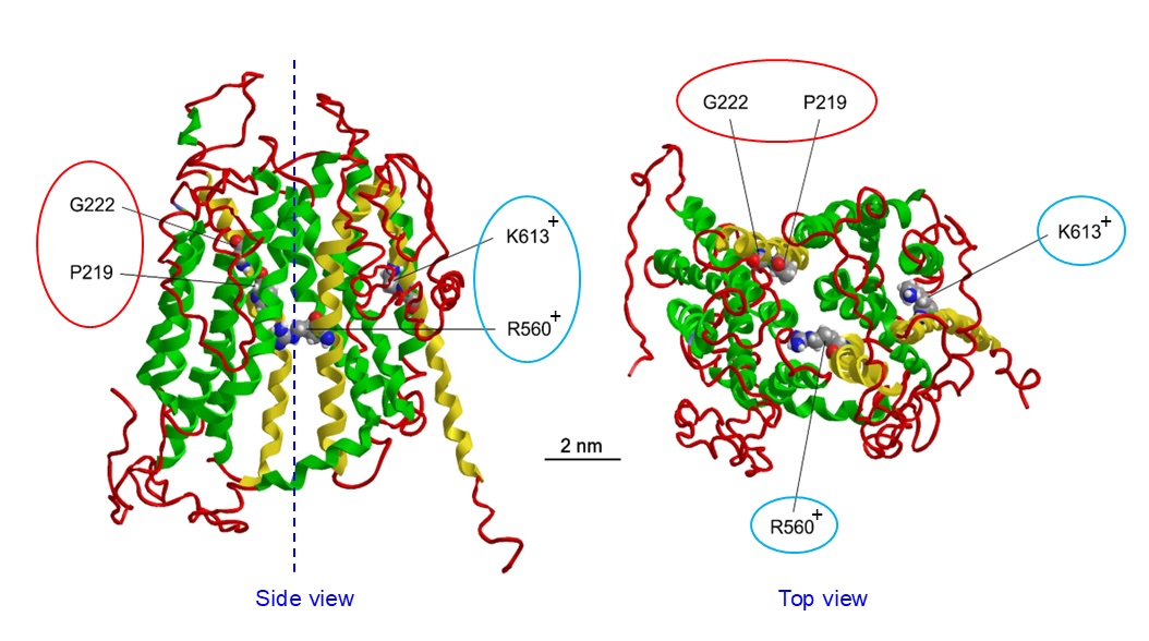 Fig. 1. Contrast Filling. As with the O’Kelly-Marotta scale, the contrast filling of the aneurysm sac is graded: A, complete (>95%); B, incomplete (5-95%); C, neck remnant (<5%); or D, no filling (0%). The left sided drawings show the devices in sidewall aneurysms and the right sided drawings in bifurcation aneurysms.