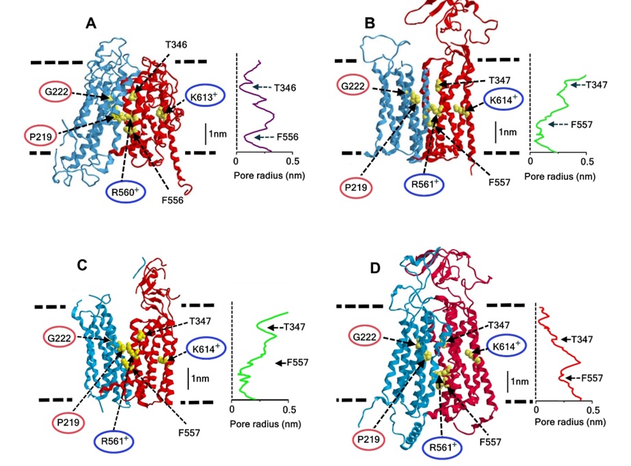 Fig. 5. Dual functions of human/mouse SLCO2A1 controlled by interaction with ANXA2 and S100A10 (p11). Both functions are independently operated because of their distinct difference in sensitivity to hypotonic stimulation and Gd3+ administration. The expression level of S100A10 (p11) may represent the determinant for the transition of SLCO2A1-ANXA2 complex between S100A10-associated Maxi-Cl and S100A10-lacking PGT activities because downregulation of S100A10 (p11) enhanced PGT activity but simultaneously suppressed Maxi-Cl activity. Blue and brown arrows represent activating and inhibiting effects, respectively. (modified from [3]).